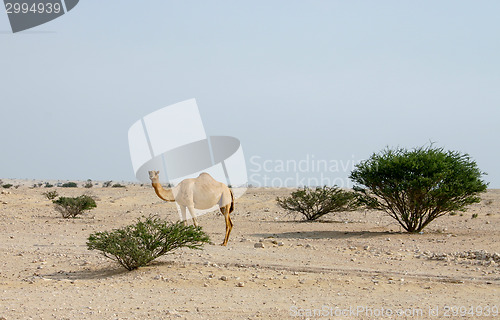 Image of Camel in the Qatari desert