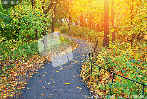 Image of autumn tree