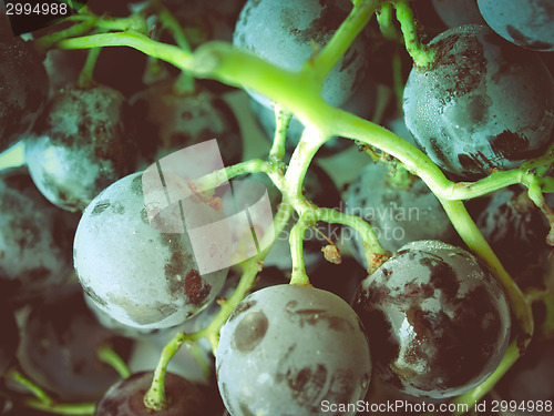 Image of Retro look Grape