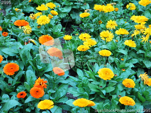 Image of Yellow Orange Blossoms