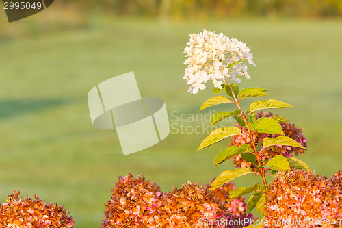 Image of White flower in a garden