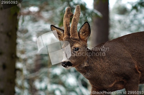 Image of roebuck