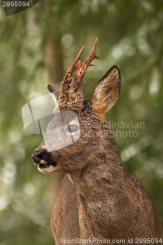 Image of roebuck