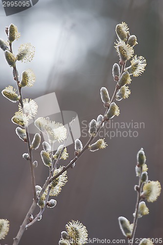 Image of willow tree