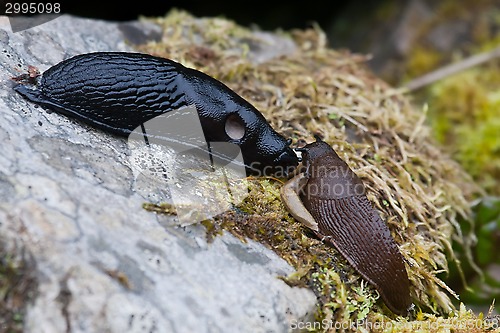 Image of slug meeting