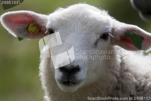 Image of lamb