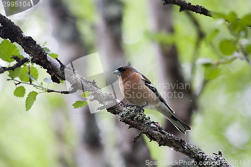 Image of chaffinch