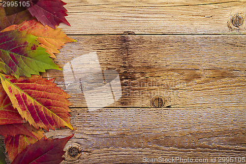 Image of autumn maple leaves over old wooden background with copy space
