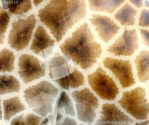 Image of giraffe skin