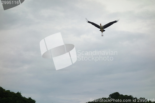 Image of bird and sky