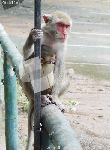 Image of monkeys