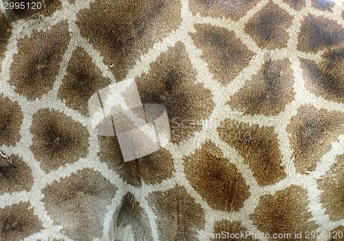 Image of giraffe skin