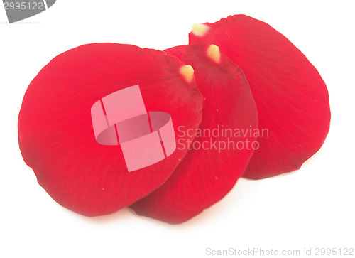 Image of rose petals