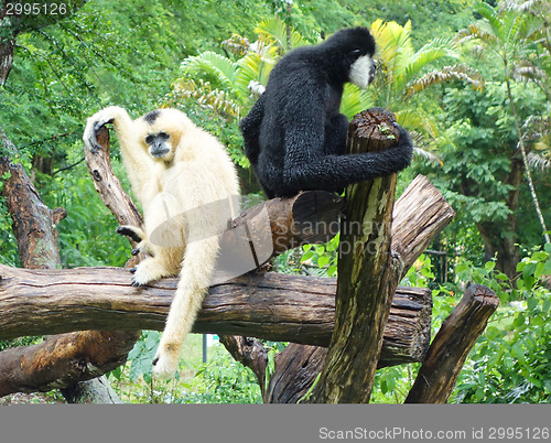 Image of two gibbons