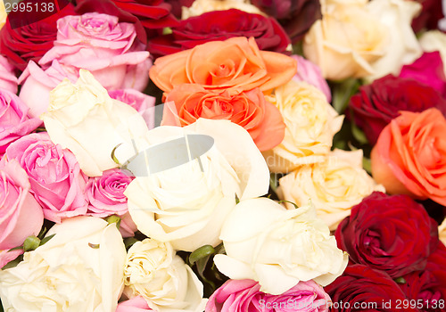 Image of rose background