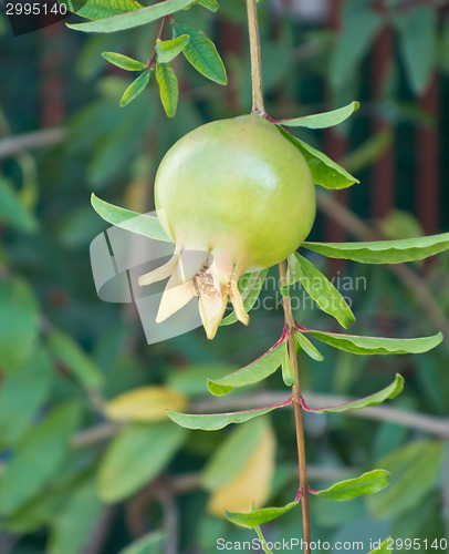 Image of unripe pomegranate