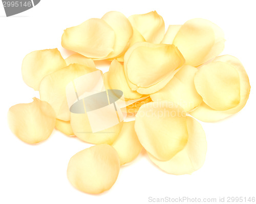 Image of rose petals