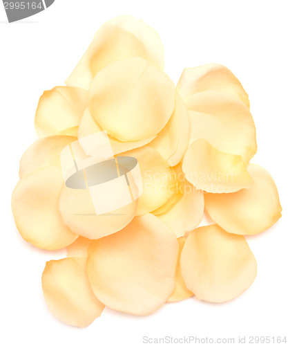 Image of rose petals