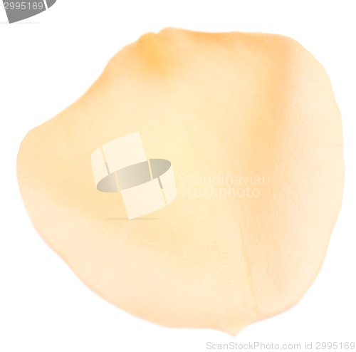 Image of rose petal