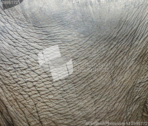 Image of elephant skin