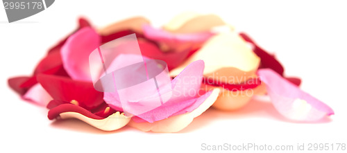 Image of rose petals