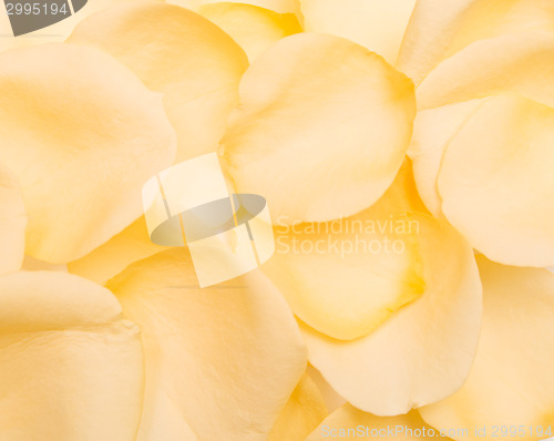 Image of petal background