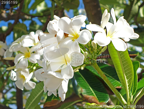 Image of plumeria