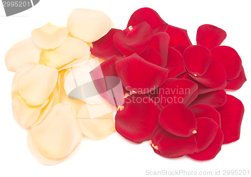 Image of rose petals