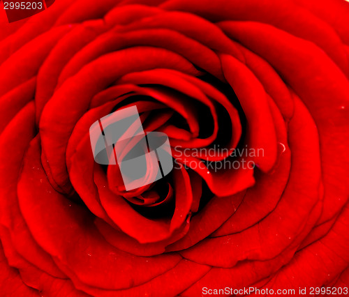 Image of red rose