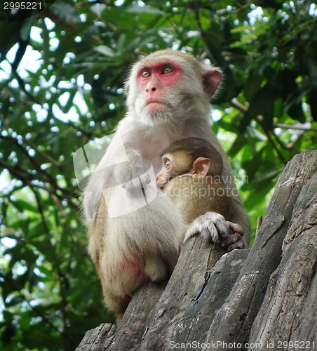 Image of monkey family