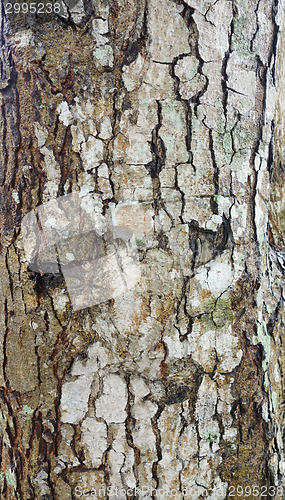 Image of wood bark