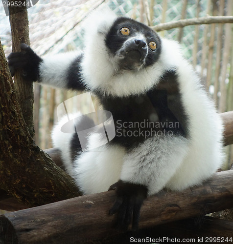 Image of ruffed lemur