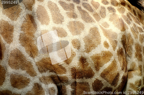 Image of giraffe skin