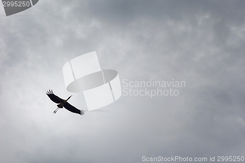 Image of bird and sky