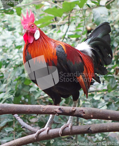 Image of red rooster