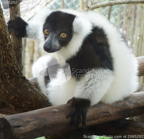 Image of ruffed lemur