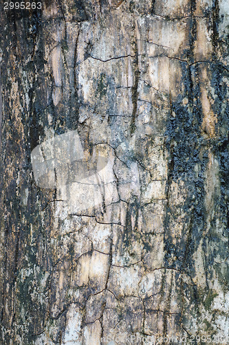 Image of grunge bark