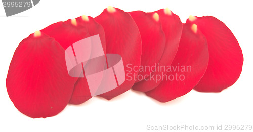 Image of red rose petals