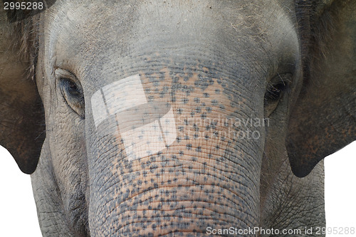 Image of asian elephant