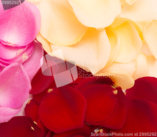 Image of petal background