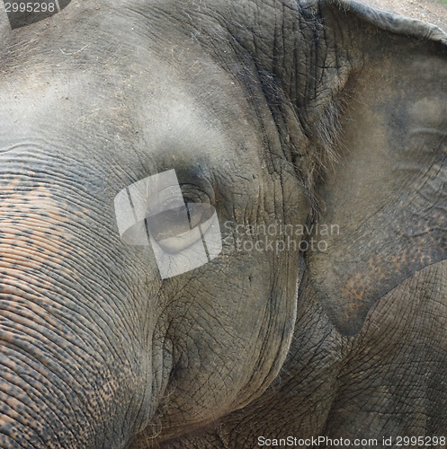 Image of asian elephant