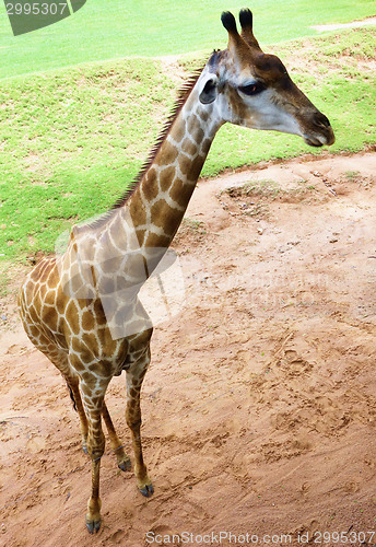 Image of giraffe