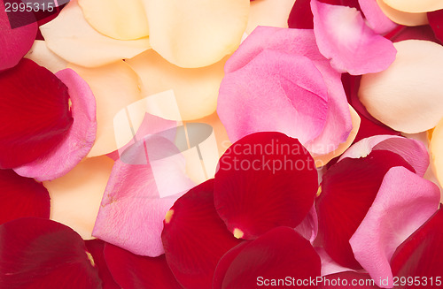 Image of petal background