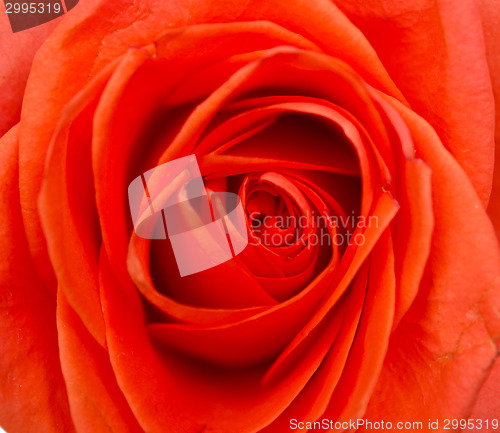 Image of rose