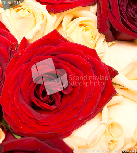 Image of rose background