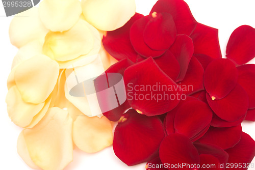 Image of rose petals