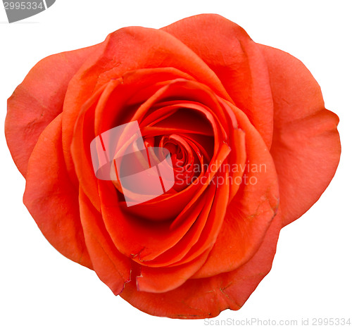 Image of rose