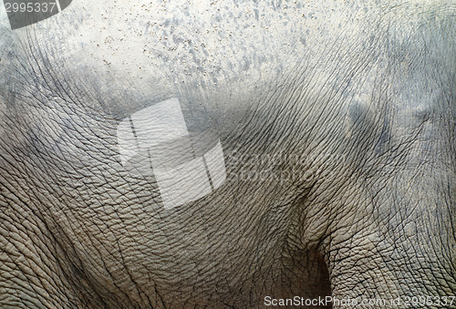 Image of elephant skin