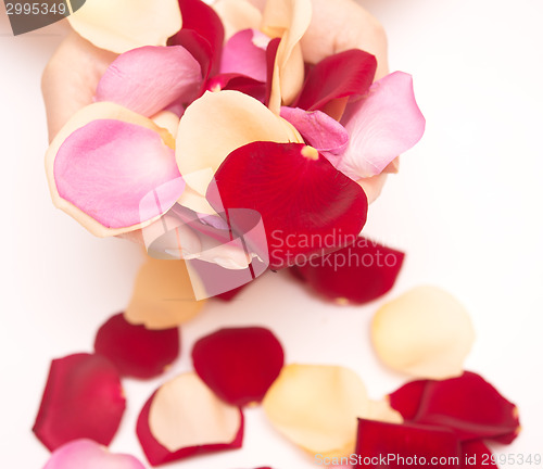 Image of rose petals