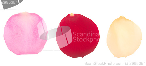 Image of rose petals